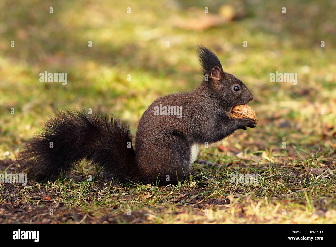 La faim de l'écureuil mignon park manger noyer sur le terrain (Sciurus vulgaris ) Banque D'Images