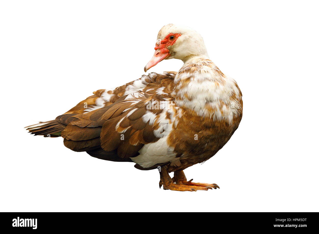 Canard de barbarie intérieure ( Cairina moschata ) isolé sur fond blanc, le profil Voir Banque D'Images