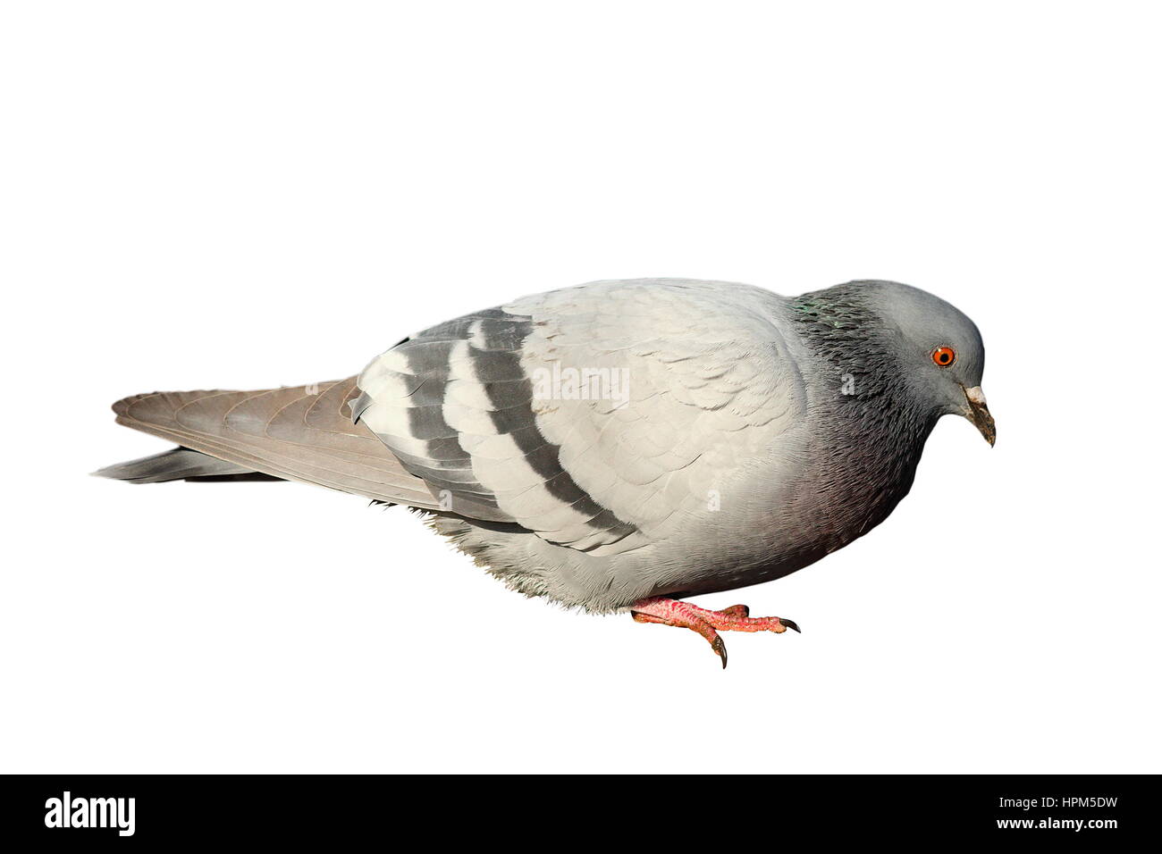 Pigeon de isolé sur fond blanc, le profil Voir Banque D'Images