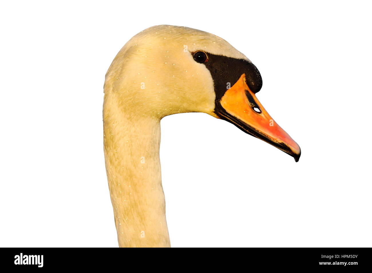 Portrait de cygne muet isolé sur fond blanc ( Cygnus olor ) Banque D'Images