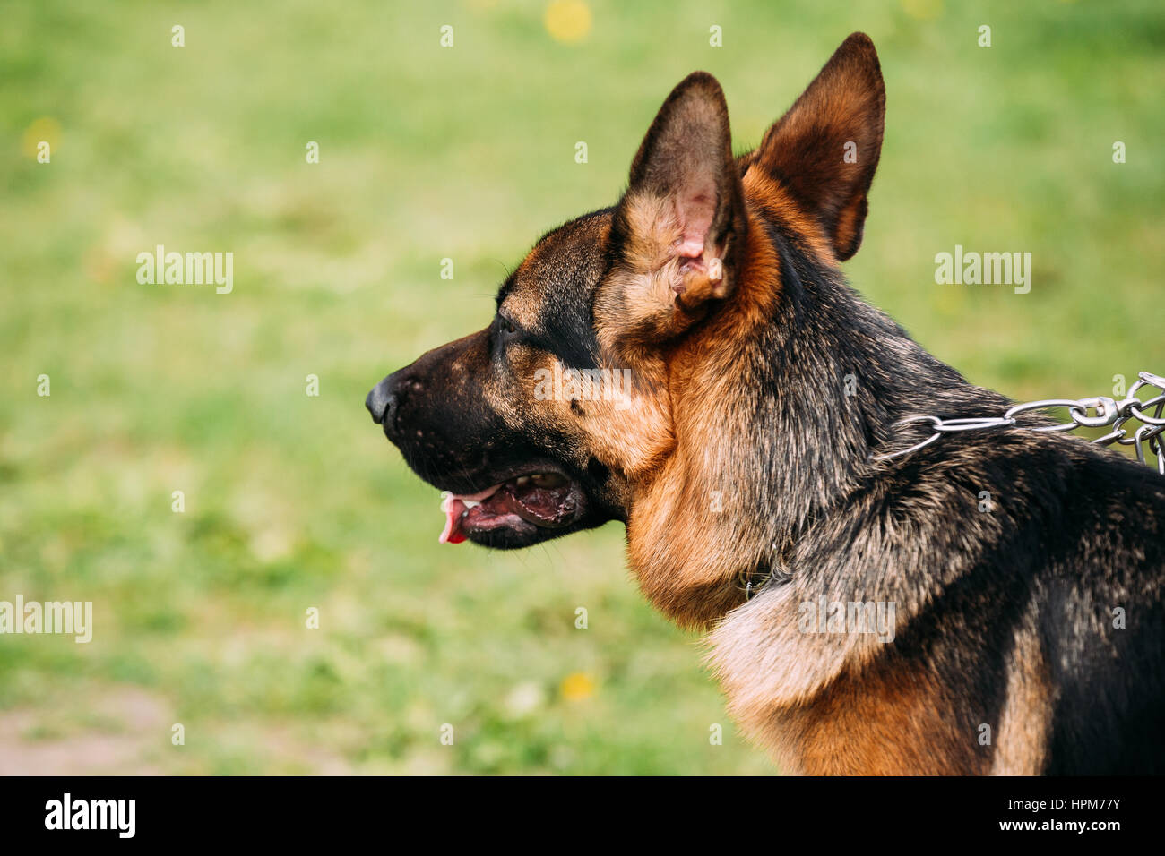 Close Up Chien Loup Alsacien Ou Berger Allemand Sur Fond D