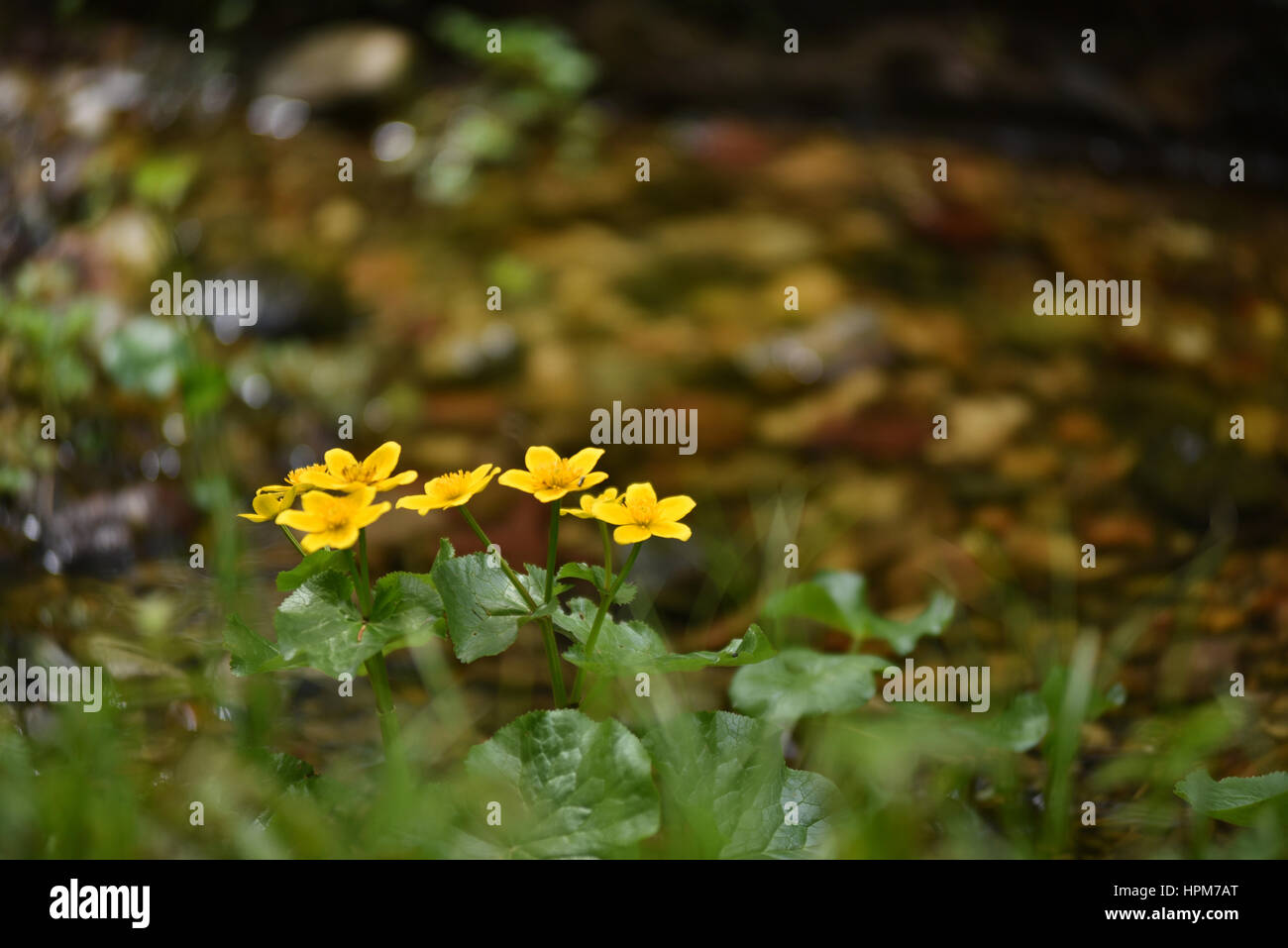 Fleurs Jaunes Près De Leau Banque Dimages Photo Stock