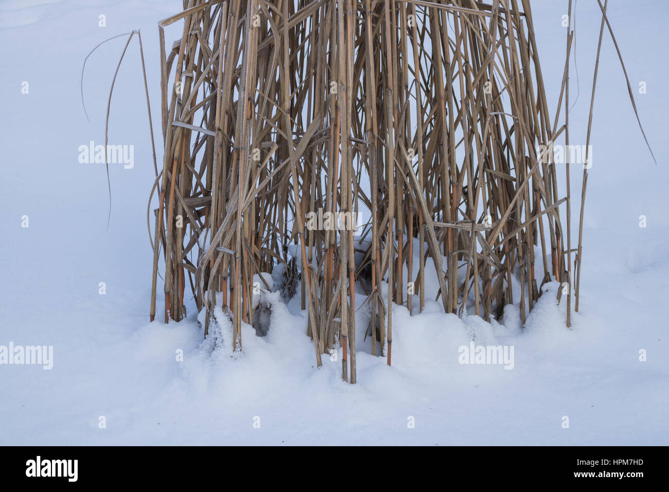 Reed dans la glace des gouttes. Jardin d'hiver. coold jour. Banque D'Images