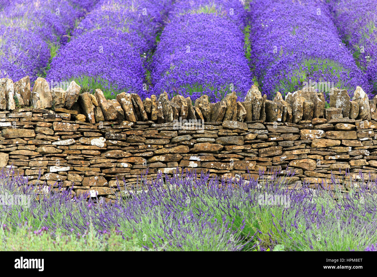 Vieux Mur de pierre ; champ de lavande dans le Somerset, Angleterre Banque D'Images