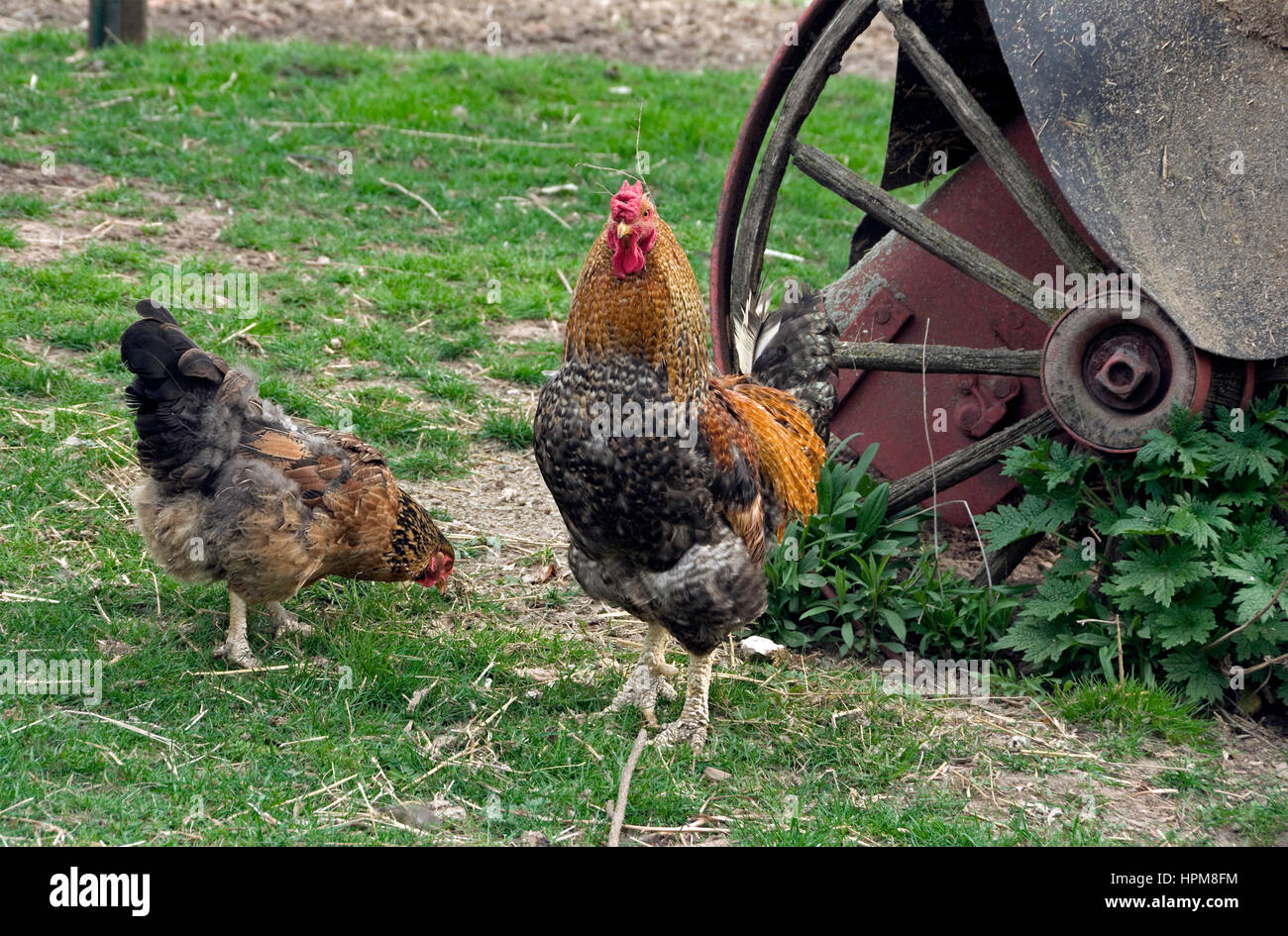 Les poulets domestiques, coq et poule, Gallus gallus domesticus dans la basse cour Banque D'Images