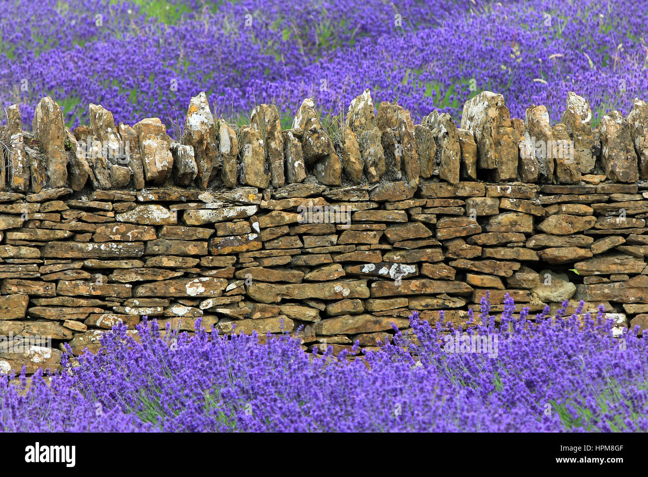 Vieux Mur de pierre ; champ de lavande dans le Somerset, Angleterre Banque D'Images