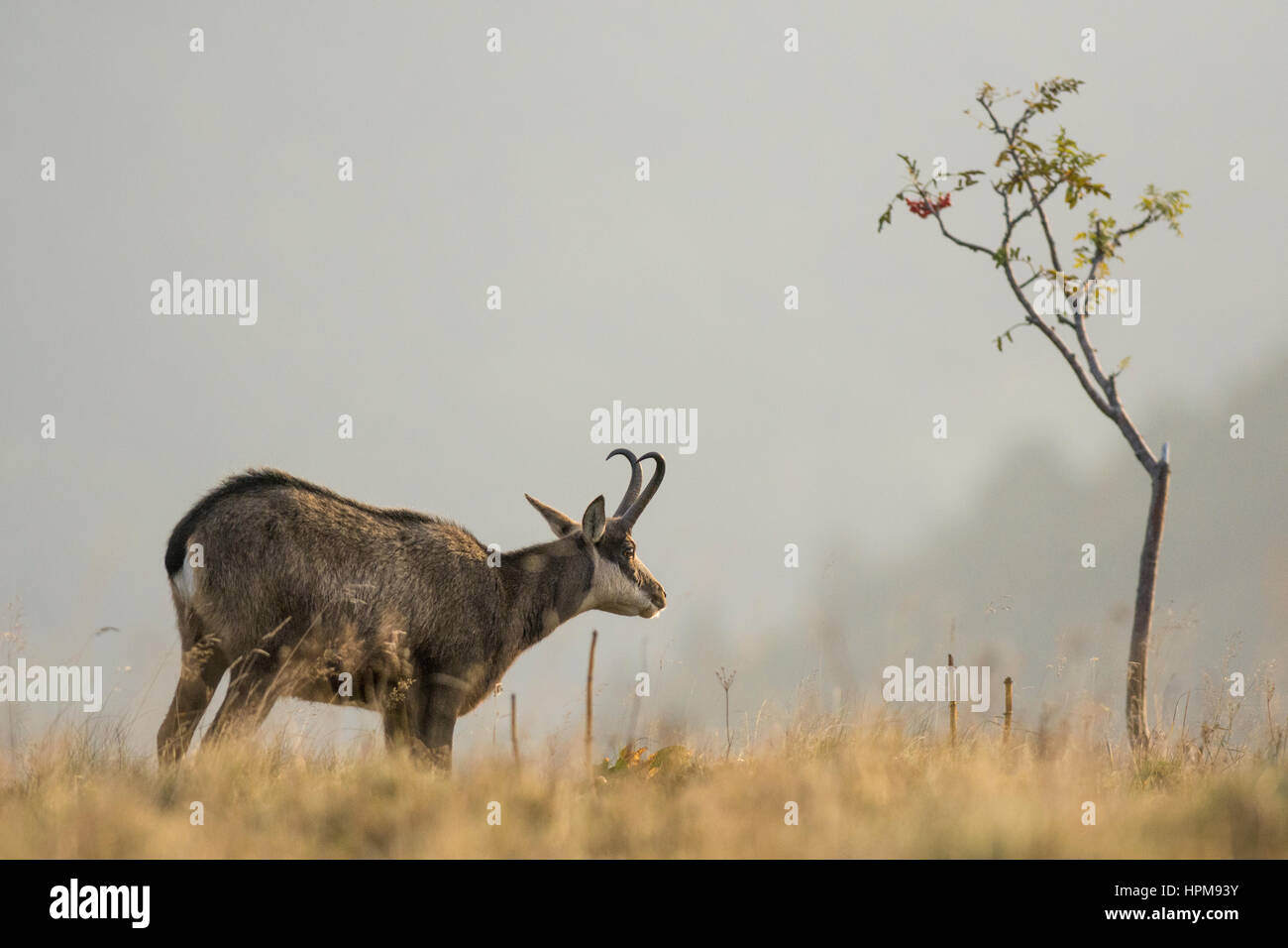 Levier au chamois du soleil Banque D'Images