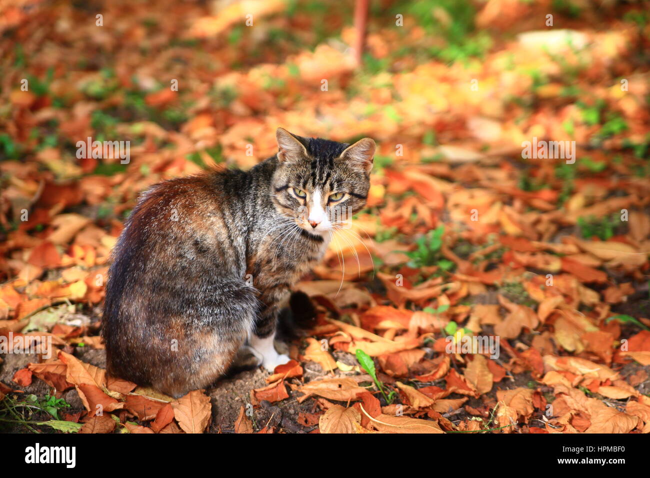 Brun chat assis sur les feuilles d'automne Banque D'Images