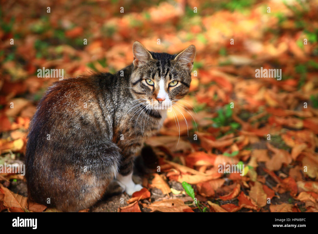 Cat sitting sur feuilles d'automne dans le parc Banque D'Images