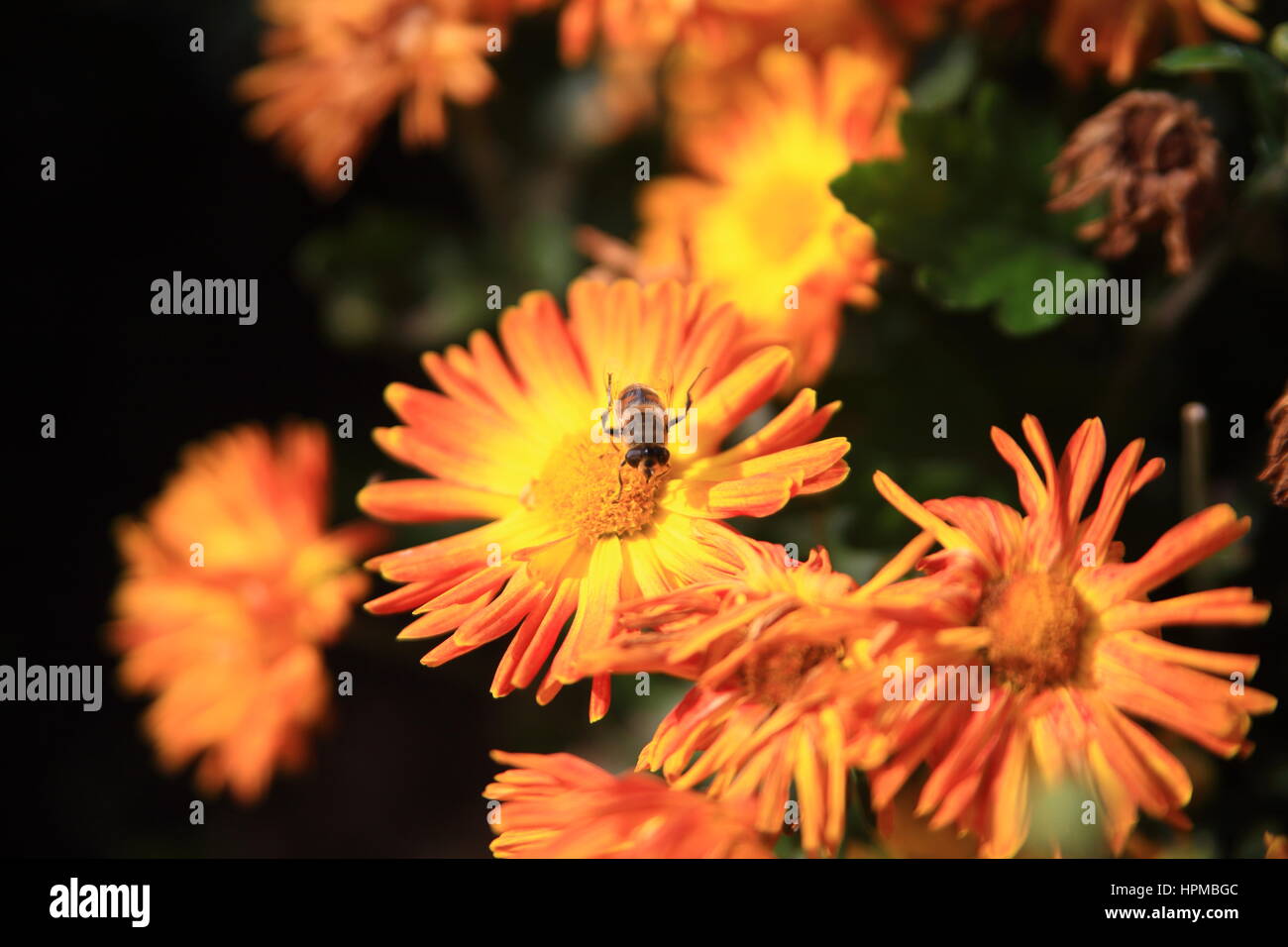 Bee assis sur fleur jaune dans park Banque D'Images