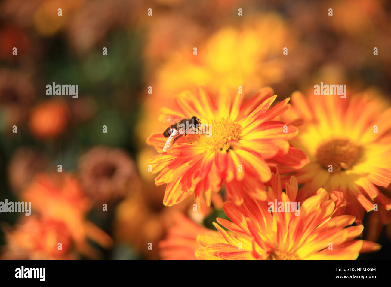 Bee gathering pollen sur fleur jaune on meadow Banque D'Images