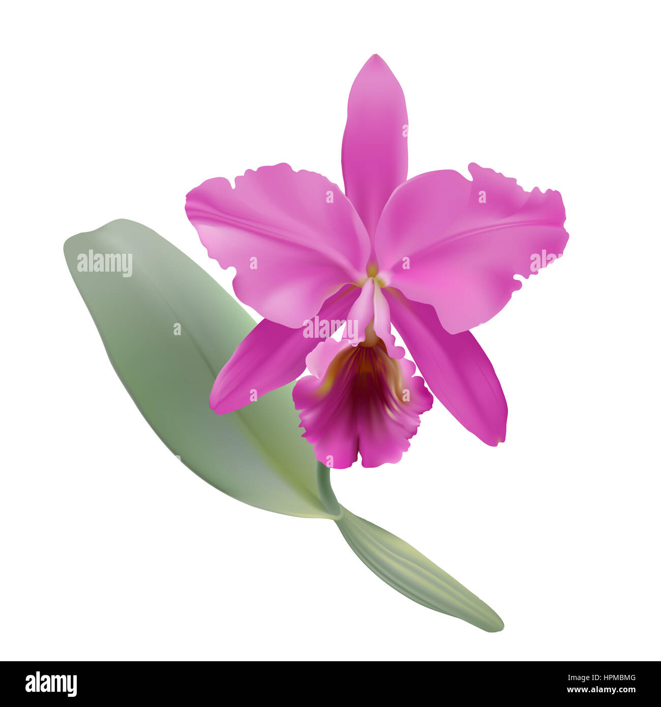 Orchid. Illustration numérique d'une orchidée Cattleya warneri, tropical avec des pétales de rose et de la lèvre, sur fond blanc. Banque D'Images