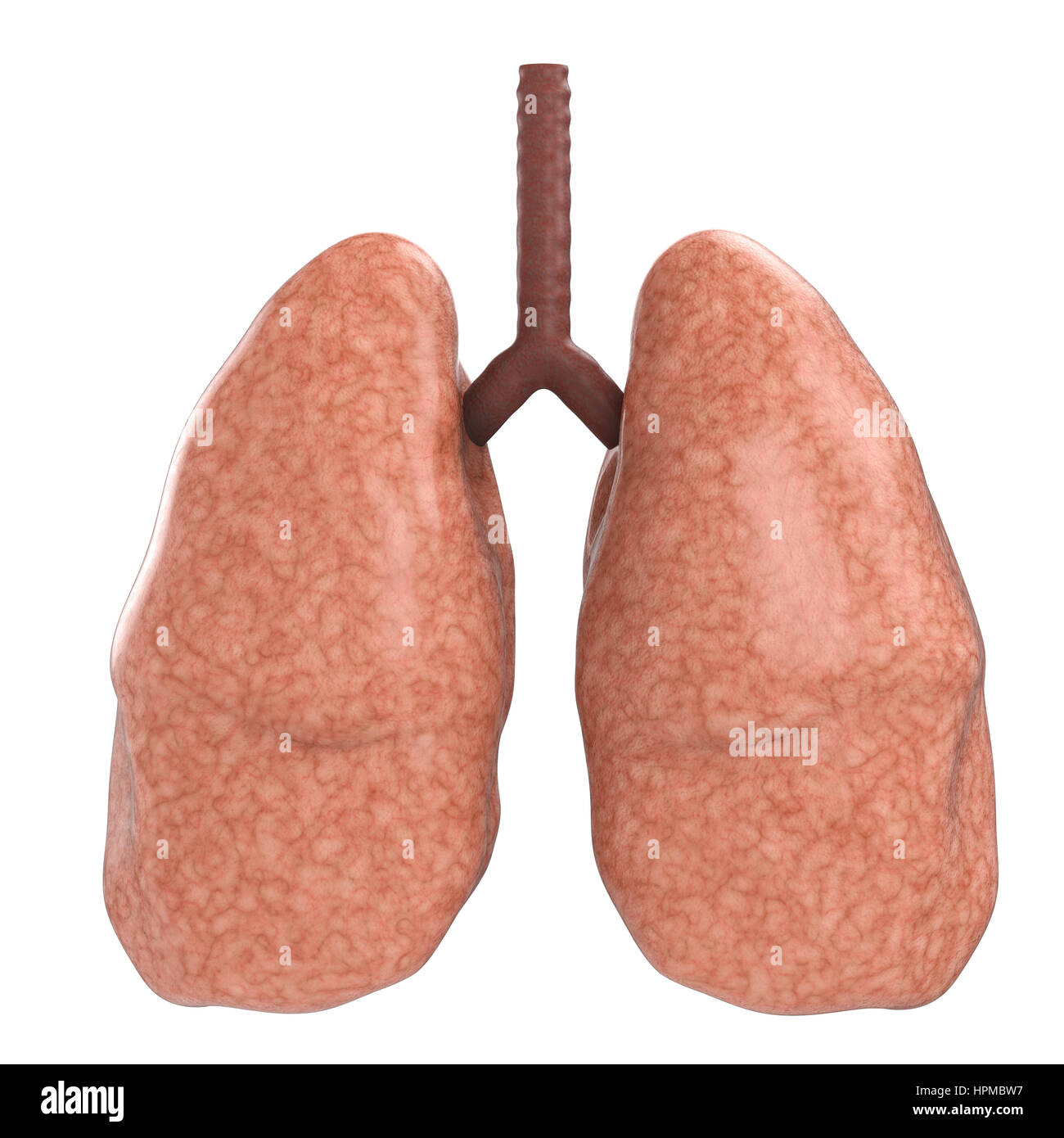 Le rendu 3D de bons poumons isolated on white Banque D'Images