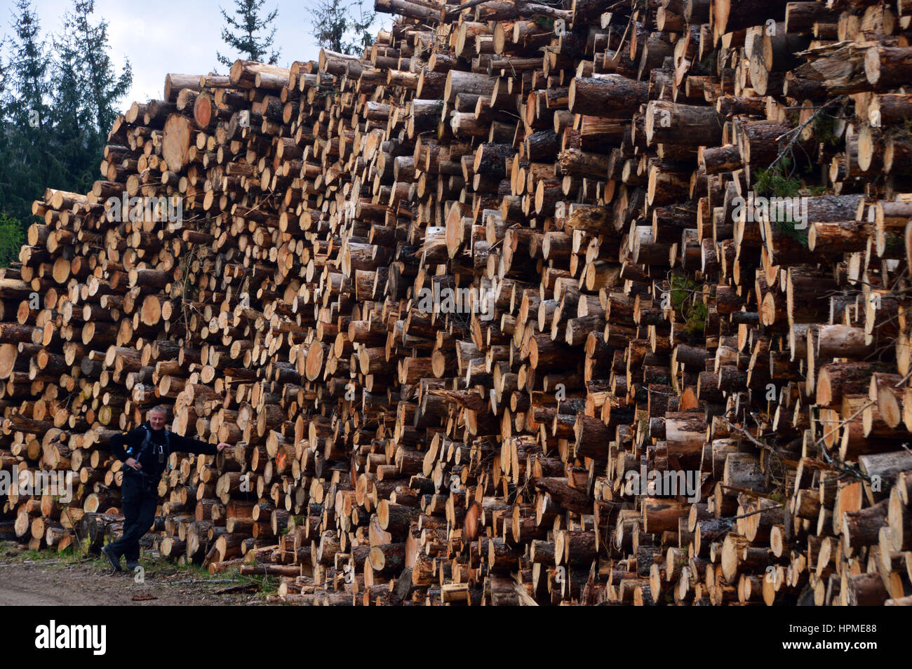 Randonneur solitaire se penchant sur les gros tas de bois coupé dans la forêt à l'Est Inshriach Highland Way dans le Speyside Highlands, Ecosse, Royaume-Uni. Banque D'Images