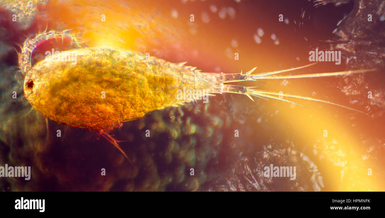 Vue d'un petit microscopique crustacé cupepod Banque D'Images