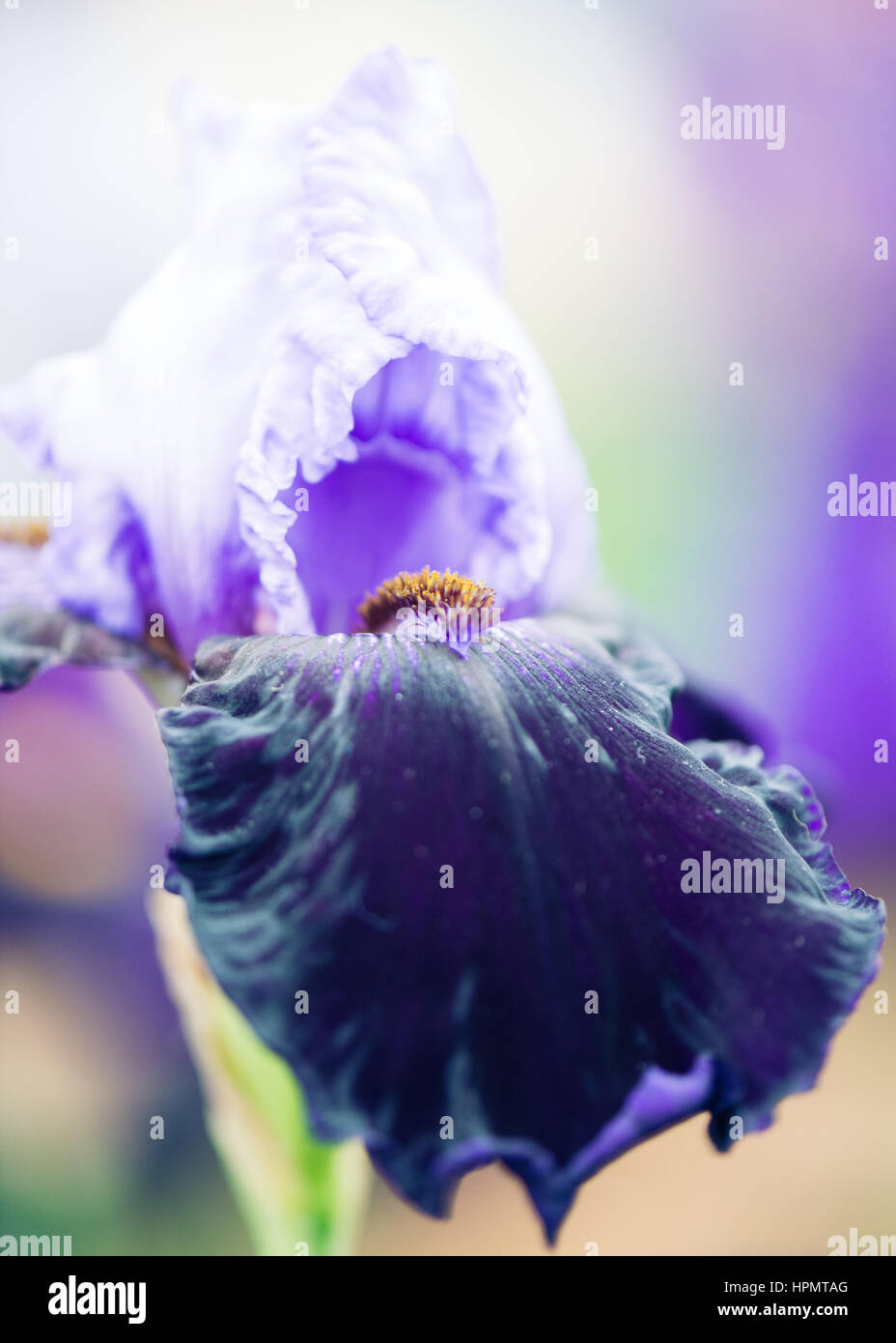 Tall Bearded Iris humeur dangereuses clair bleu foncé bleu jaune thrills Banque D'Images