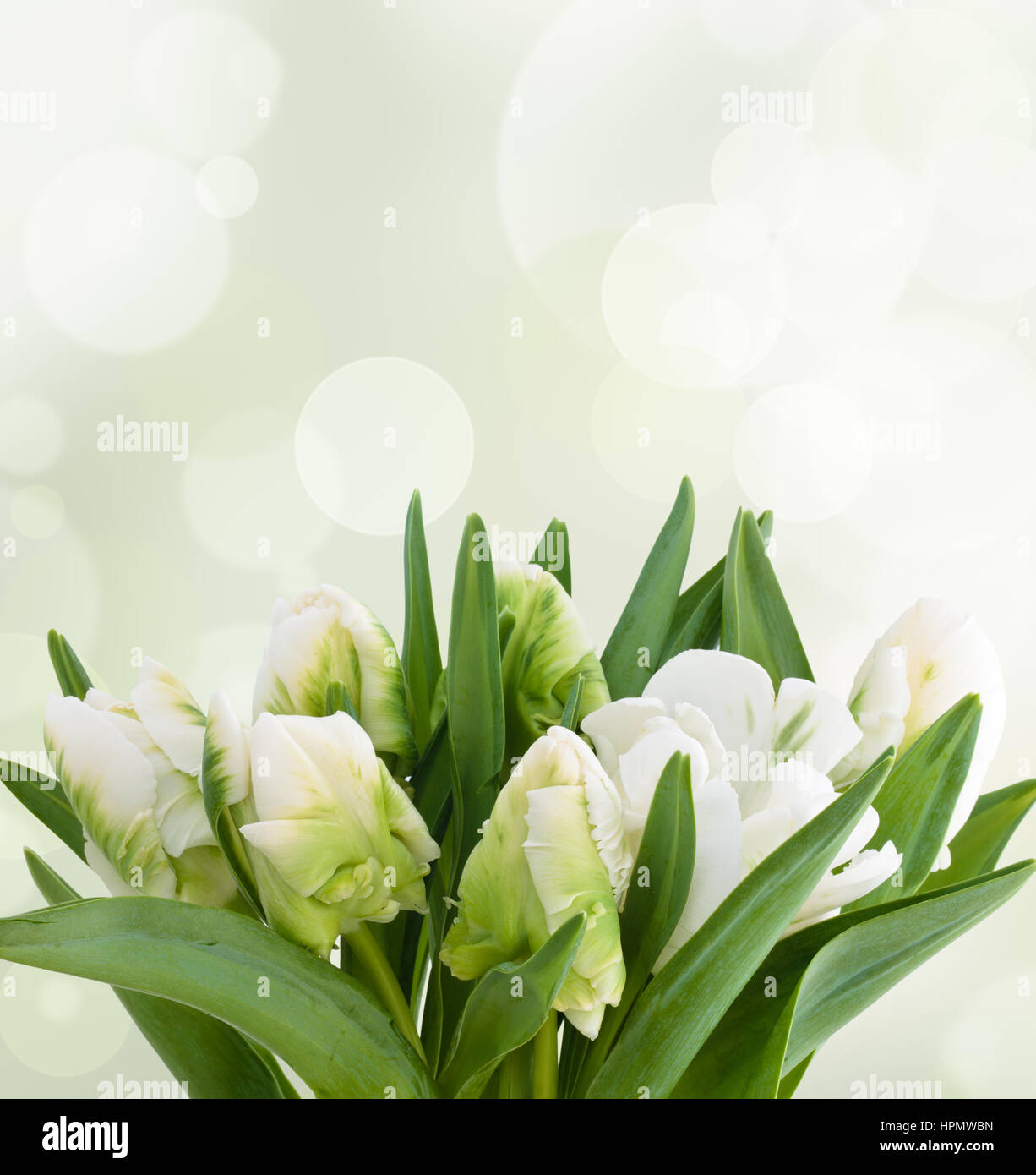 Libre tourné de tulipes blanches.contre les lumières de Noël. Banque D'Images