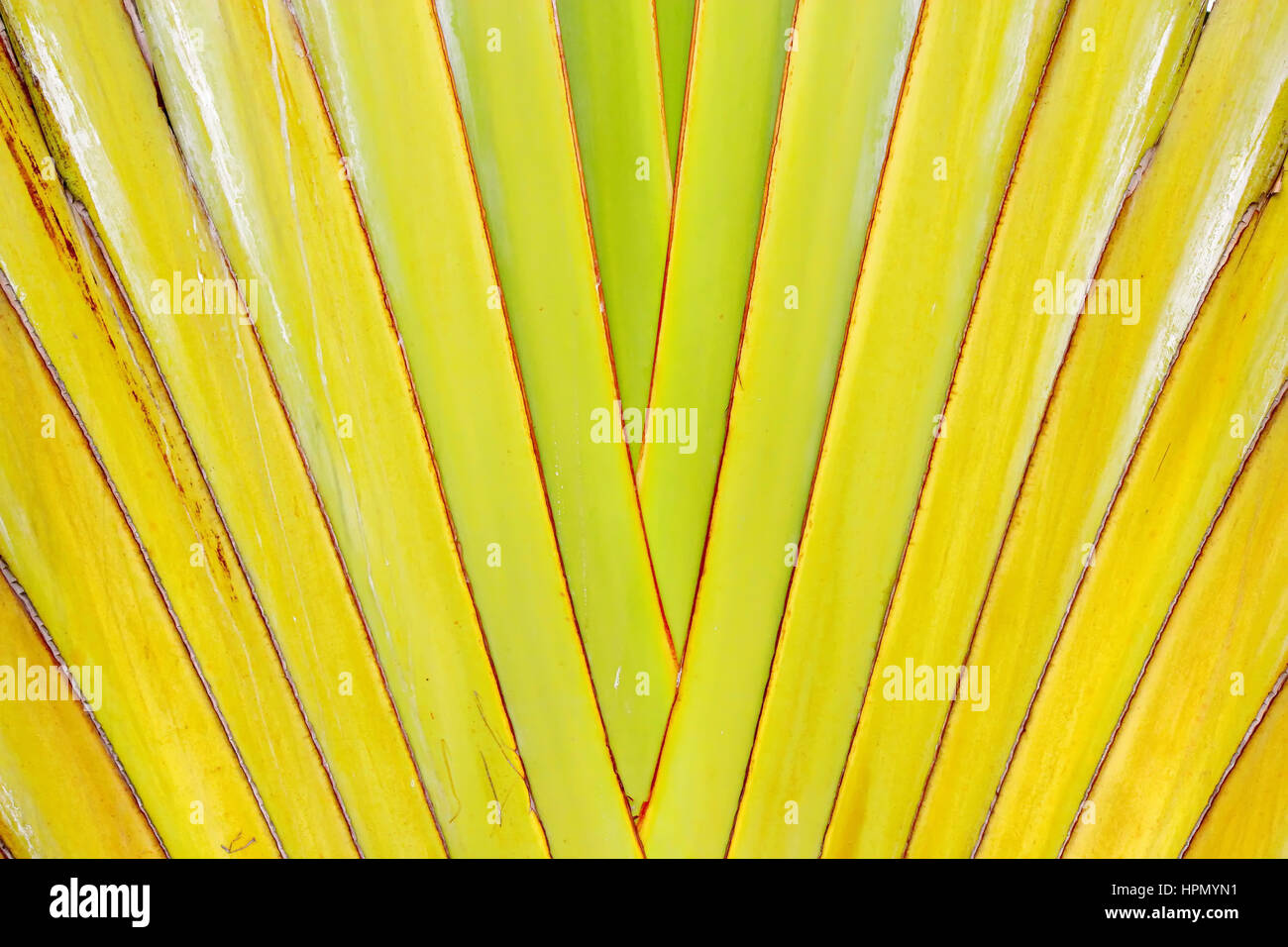 Fermé palmier des voyageurs (Ravenala madagascariensis) Banque D'Images