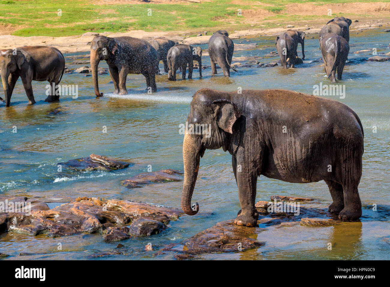 Pack d'éléphants se baignant dans le fleuve. Parc national. Orphelinat Pinnawala Elephant. Le Sri Lanka. Banque D'Images