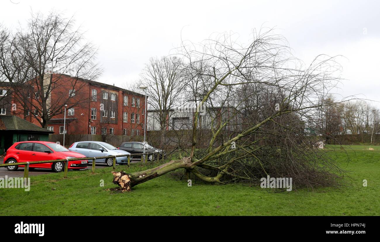 Un arbre déraciné à Thackerys Lane Recreation Ground à Nottingham, que les vols ont été annulés et les banlieusards ont été avertis qu'ils connu des retards après la tempête Doris atteint près de 90mph sur sa façon de battre la Grande-Bretagne. Banque D'Images