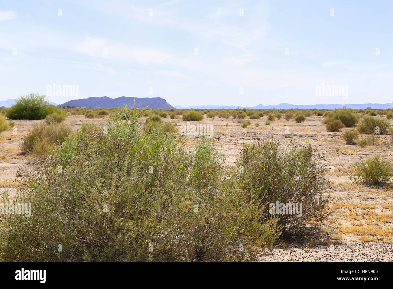 Arbustes poussant sur sol aride dans le désert de Sonora, en Arizona, USA, avec une chaîne de montagnes à l'arrière. Banque D'Images