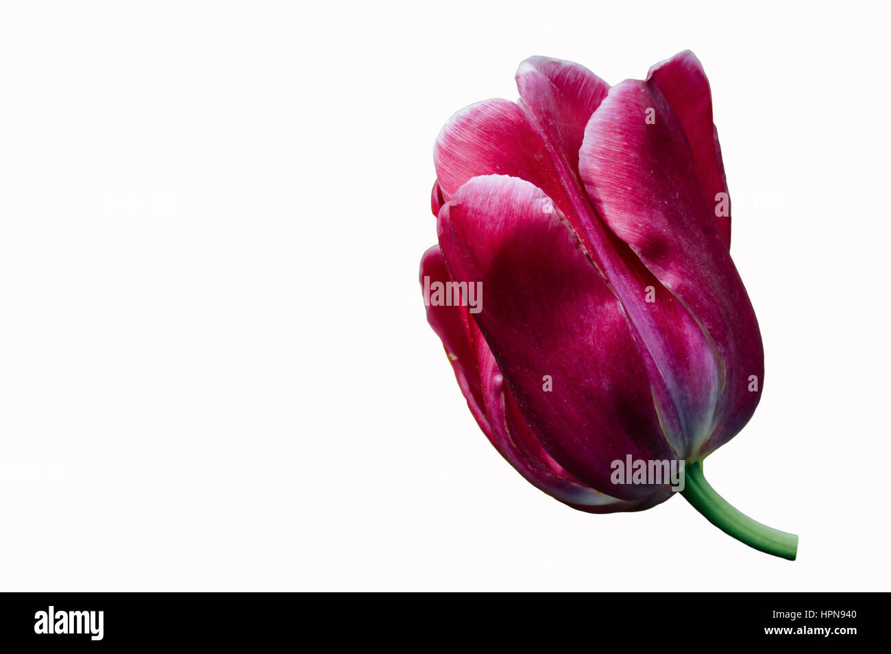 Tulipe rose isolé sur fond blanc Banque D'Images