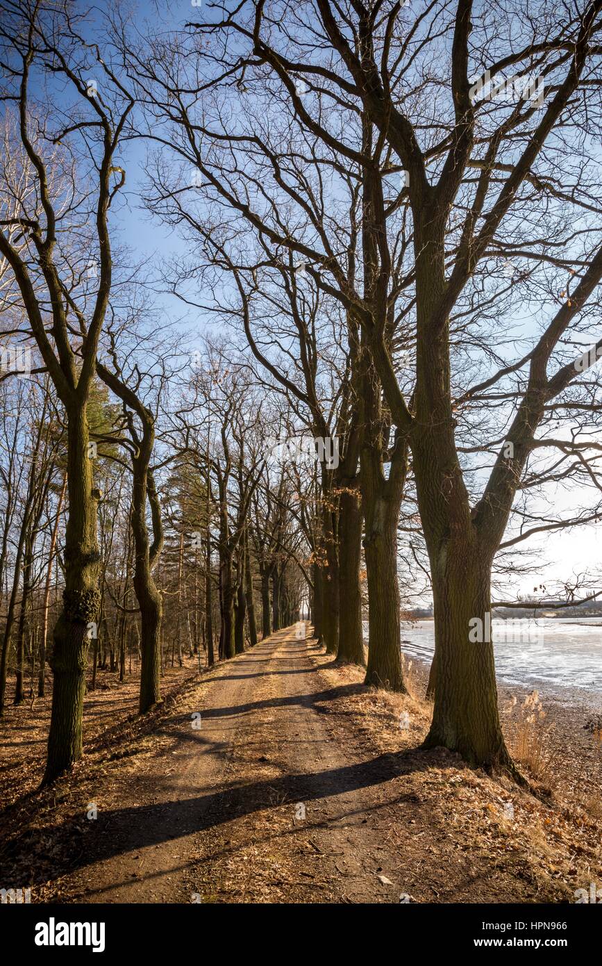 Photo verticale de scènes naturelles très tôt au printemps. Paysage avec à côté du barrage à poissons avec beaucoup d'arbres des deux côtés. Les arbres sont encore sans feuilles. Banque D'Images