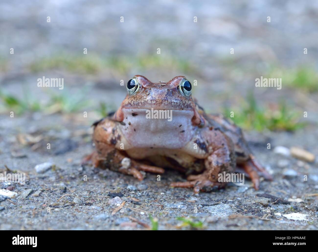 La grenouille rousse, Rana temporaria également connu sous le nom de la Grenouille commune européenne Banque D'Images