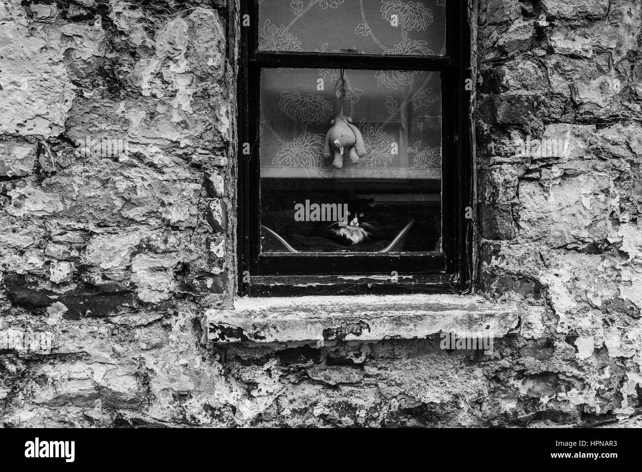 Chat dans une fenêtre. L'île de Man, en noir et blanc. Banque D'Images