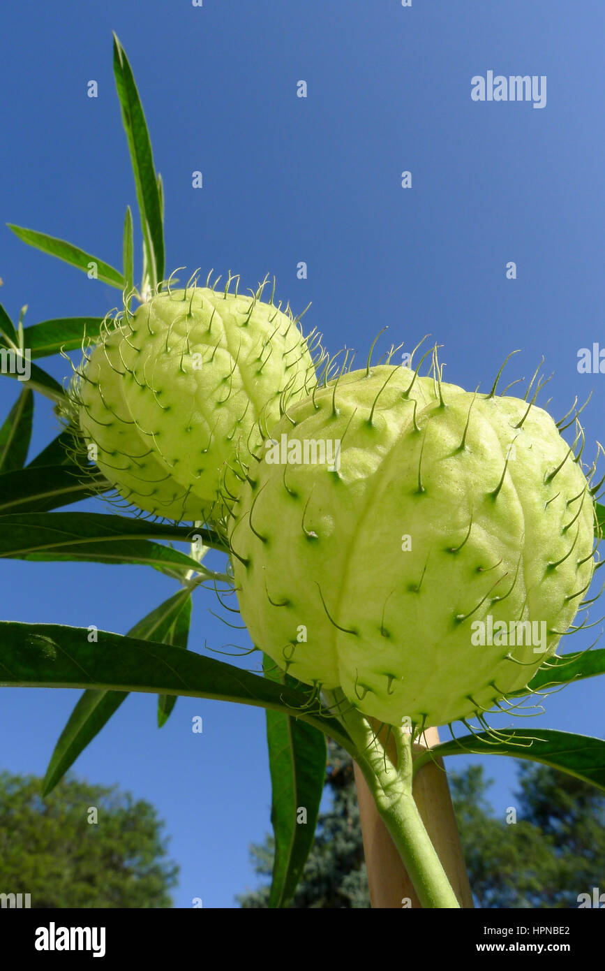 L'étrange et inhabituelle de Gomphocarpus physocarpus gousses gonflé aussi connu comme usine de ballons, balles de coton velu et ballon bush. Banque D'Images