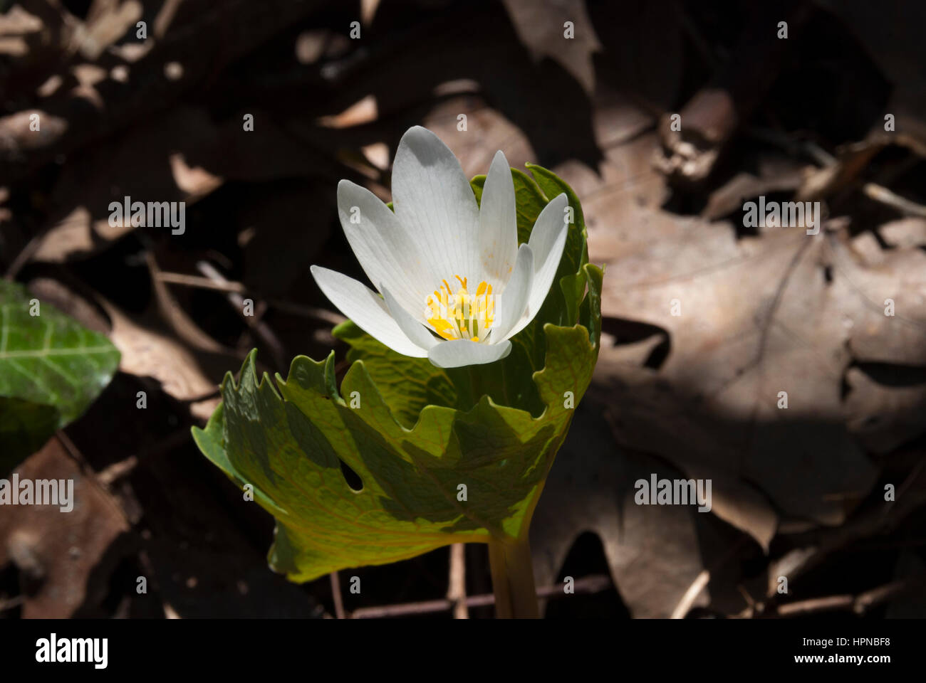 Sanguinaria canadensis est un natif de fleurs sauvages au printemps de l'Amérique du Nord aussi connu comme sanguinaire à cause de la sève rouge vif la plante respire lorsqu'il est coupé. Banque D'Images