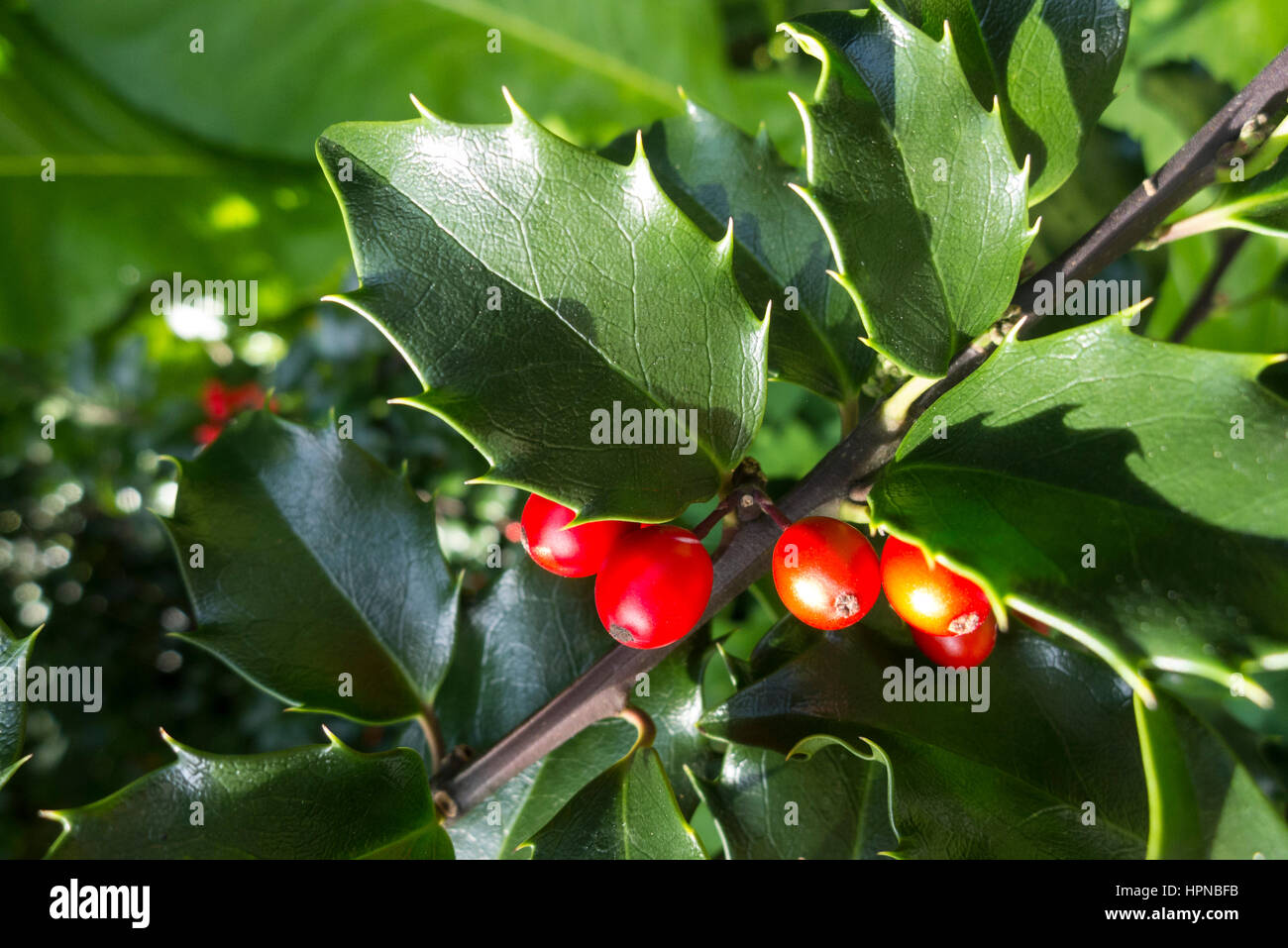 Un Européen Holly Ilex aquifolium et rouge vif en drupe poussant dans un parc de Toronto. Banque D'Images