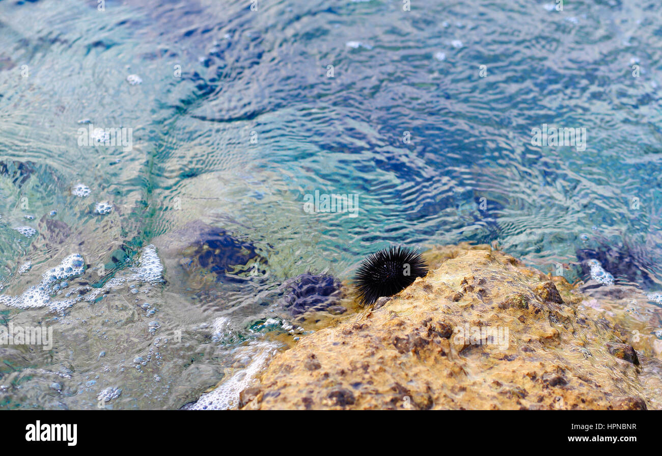 Les oursins sur pierre dans l'eau bleue Banque D'Images