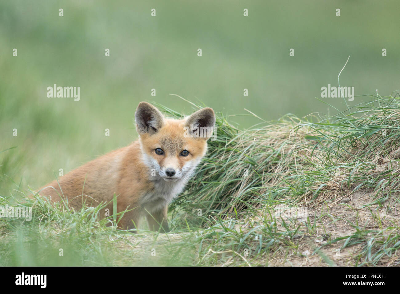 Un très curieux renardeau Rouge ( Vulpes vulpes) peeping hors de sa tanière. Banque D'Images