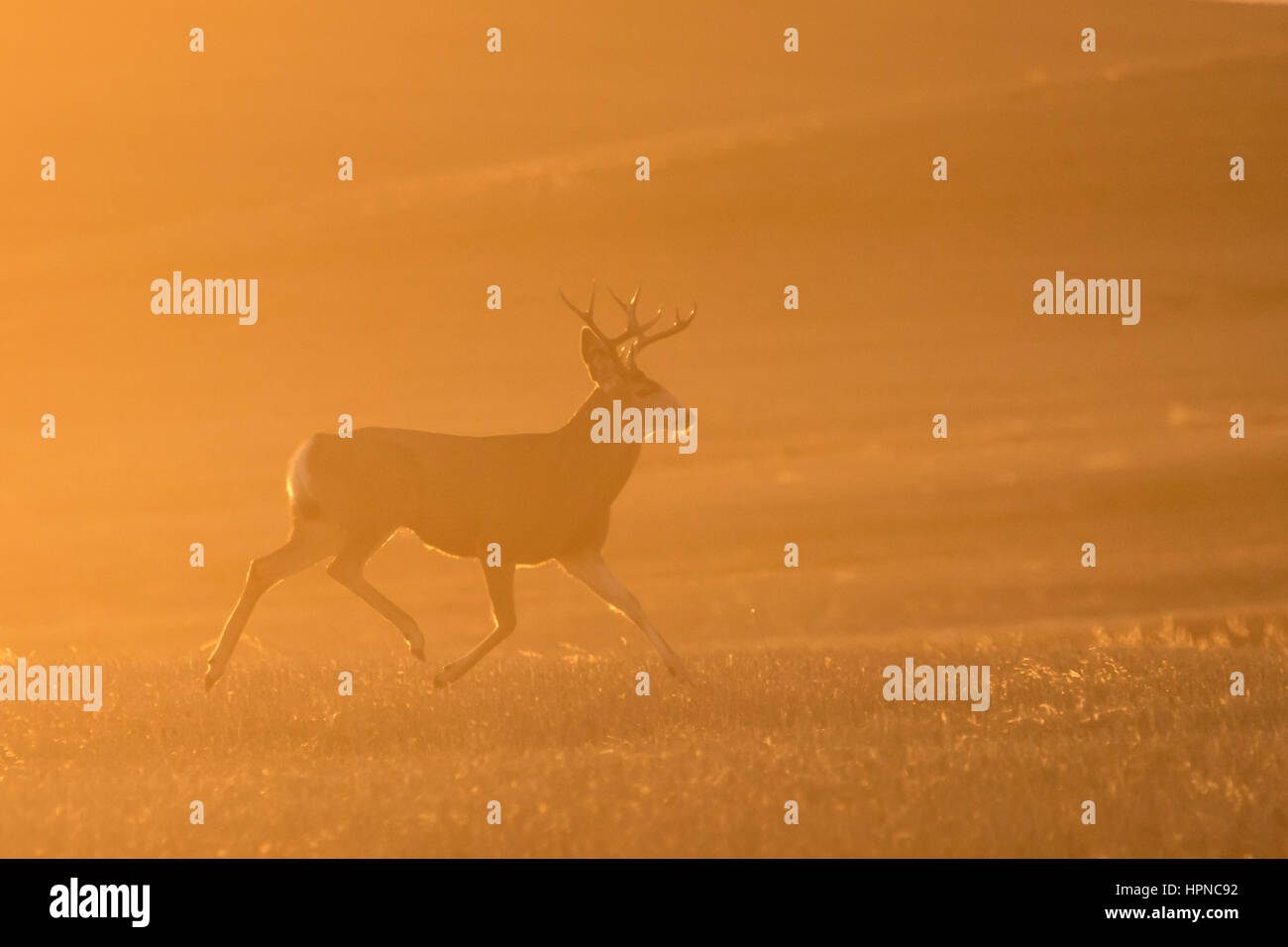 Un cerf mulet (Odocoileus hemionus) mâle à travers un champ d'une lumière dorée de l'arrière. Banque D'Images