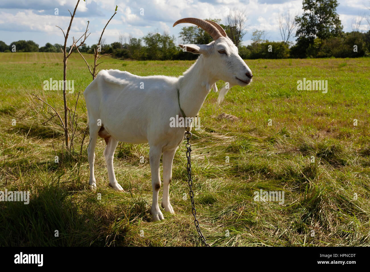 Photo d'un corps entier de chèvre Saanen cornu (Capra hircus) qui vient de la région de Saanen Suisse. Banque D'Images