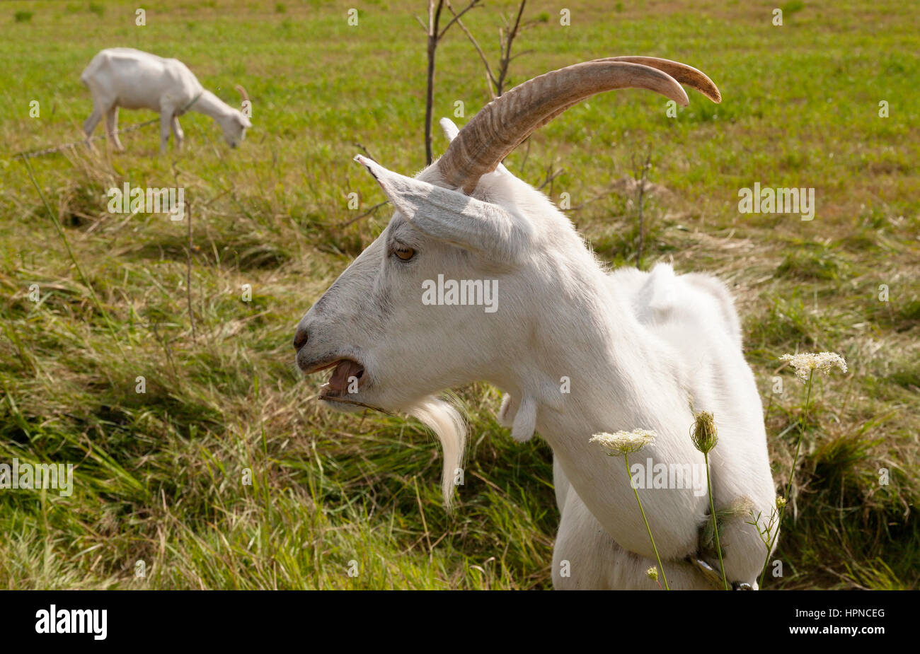 Une chèvre Saanen cornu (Capra hircus) qui vient de la région de Saanen Suisse. Banque D'Images