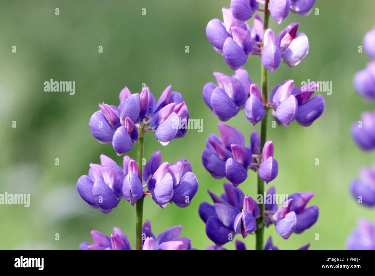 Lupin bleu. Lupinus. Famille des Fabacées Photo Stock Alamy — free download