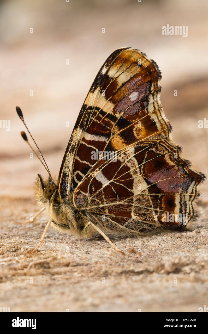 Landkartchen Falter Landkartchenfalter Landkartchen Fruhlingsgeneration Araschnia Levana Carte Papillon Le Carte Geographique Photo Stock Alamy