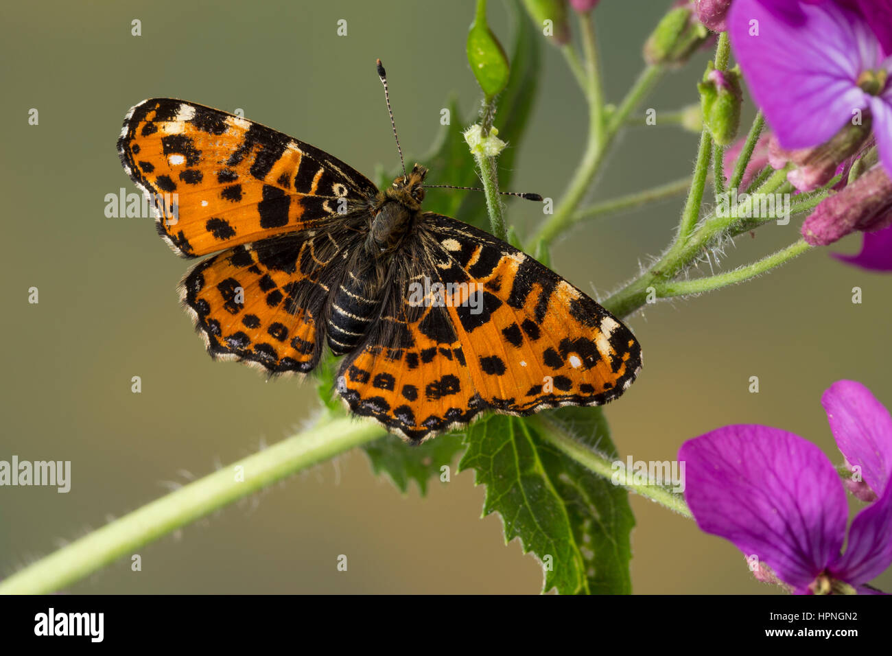 Landkartchen Falter Landkartchenfalter Landkartchen Fruhlingsgeneration Araschnia Levana Carte Papillon Le Carte Geographique Photo Stock Alamy Landkartchen Falter Landkartchenfalter Landkartchen Fruhlingsgeneration Araschnia Levana Carte Papillon Le Carte Geographique Photo Stock Alamy