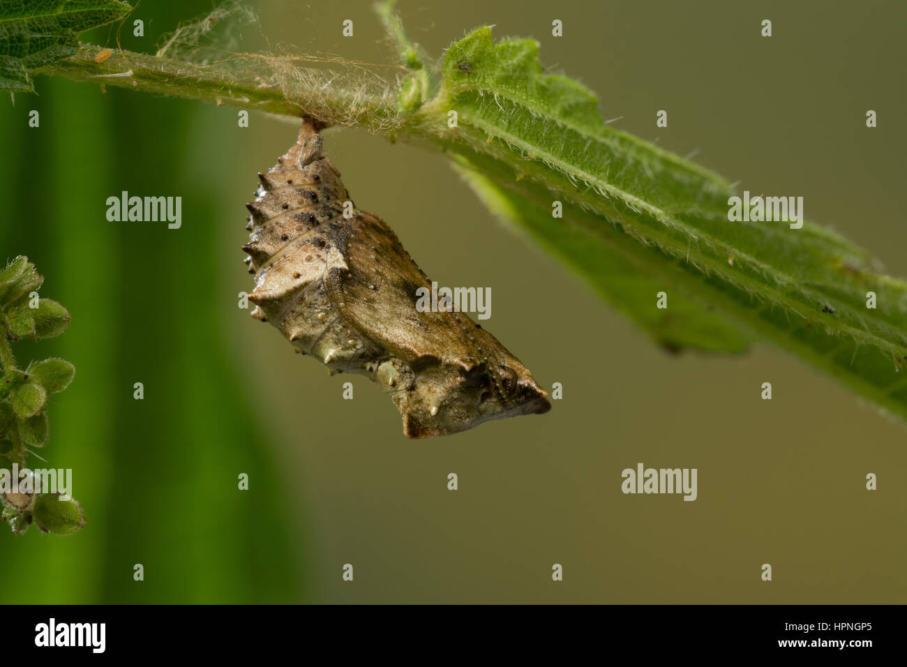 Landkartchen Falter Landkartchenfalter Landkartchen Puppe Puppen Araschnia Levana Carte Papillon Chrysalide Nymphes Le Carte Geographique Photo Stock Alamy