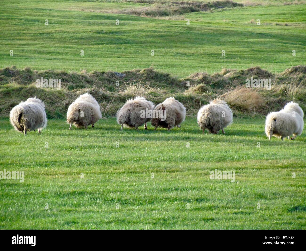 Les moutons courir vers ferme en Islande. Banque D'Images
