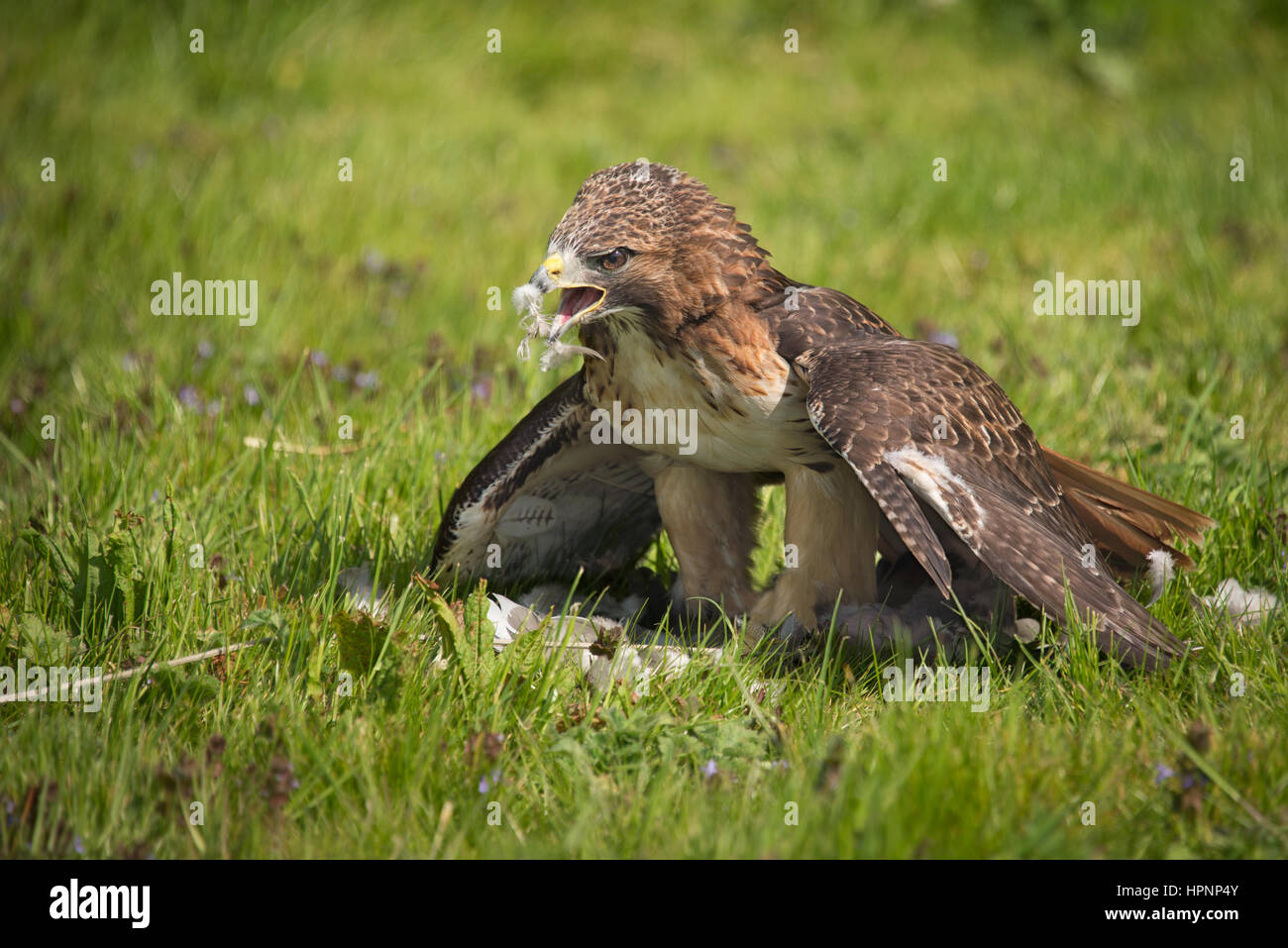 Buse à queue rouge sur l'herbe avec ses ailes déployées la protection de sa proie, avec des plumes sur son bec et sur l'herbe Banque D'Images