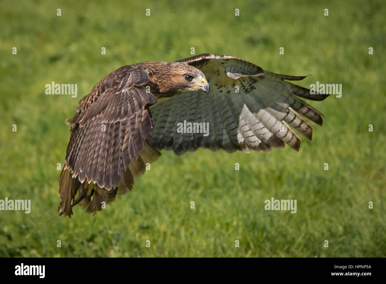 Buse à queue rouge sur l'herbe avec ses ailes déployées la protection de sa proie, avec des plumes sur son bec et sur l'herbe Banque D'Images