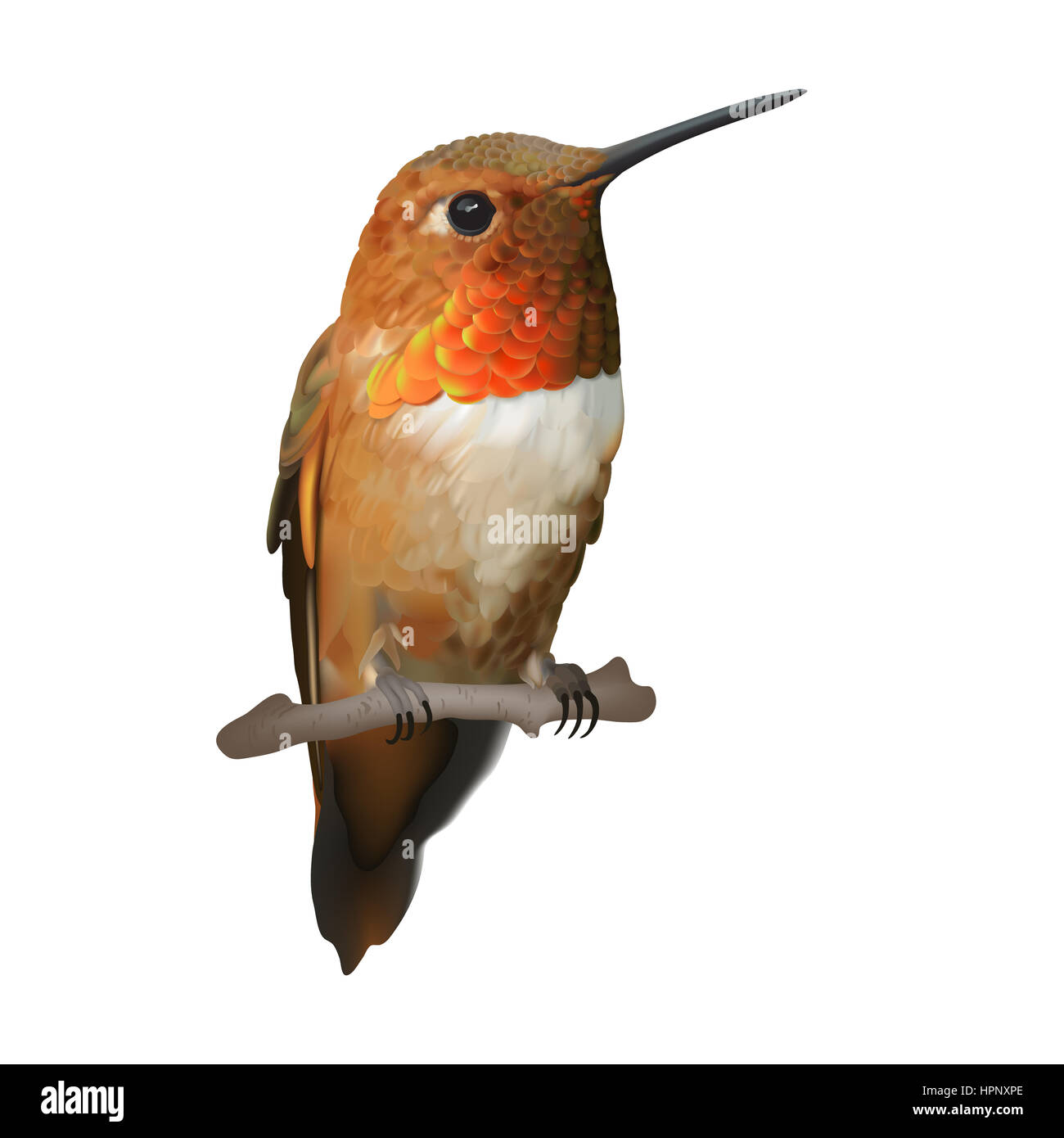 Flying Colibri roux - Selasphorus rufus. Illustration numérique d'un mâle en vol stationnaire avec le colibri gorge rouge-orange irisé patch. Banque D'Images Flying Colibri roux - Selasphorus rufus. Illustration numérique d'un mâle en vol stationnaire avec le colibri gorge rouge-orange irisé patch. Banque D'Images