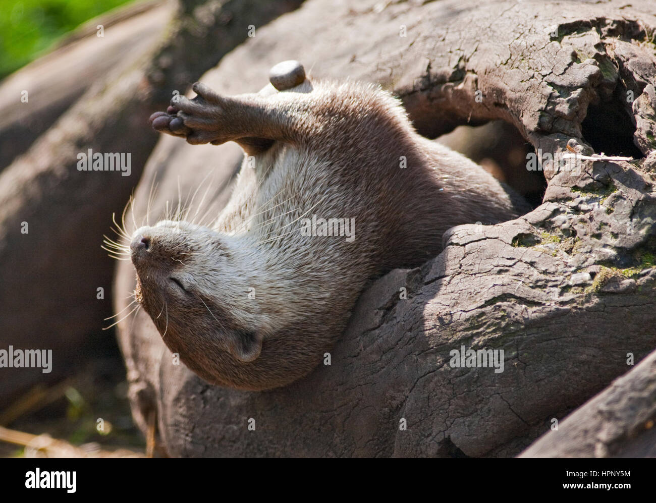 Petite asiatique griffé Otter (aonyz cinerea) jouant avec un caillou Banque D'Images