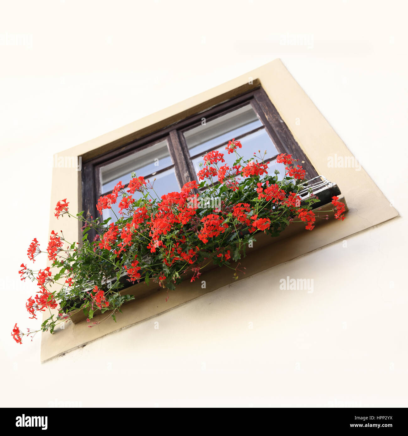 Cache-pot sur un rebord de fenêtre avec les fleurs rouges Banque D'Images