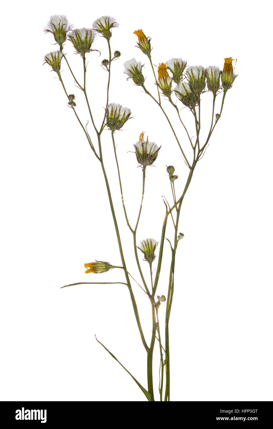 Direction générale de l'appui sur le ressort de la fleur séchée sur le terrain. Herbier de fleurs sauvages Banque D'Images