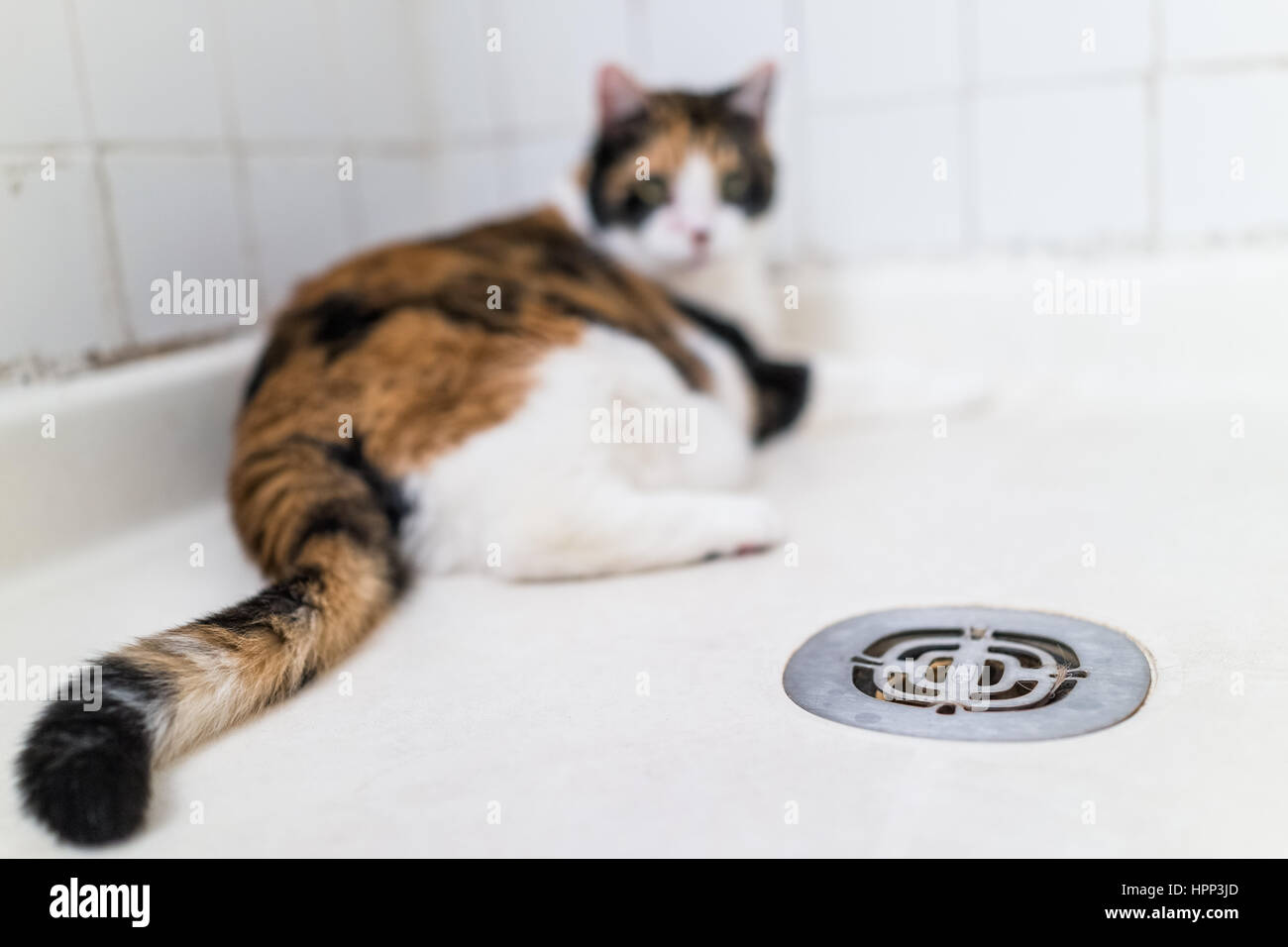 Chat Calico couché dans douche à côté de cerveaux Banque D'Images