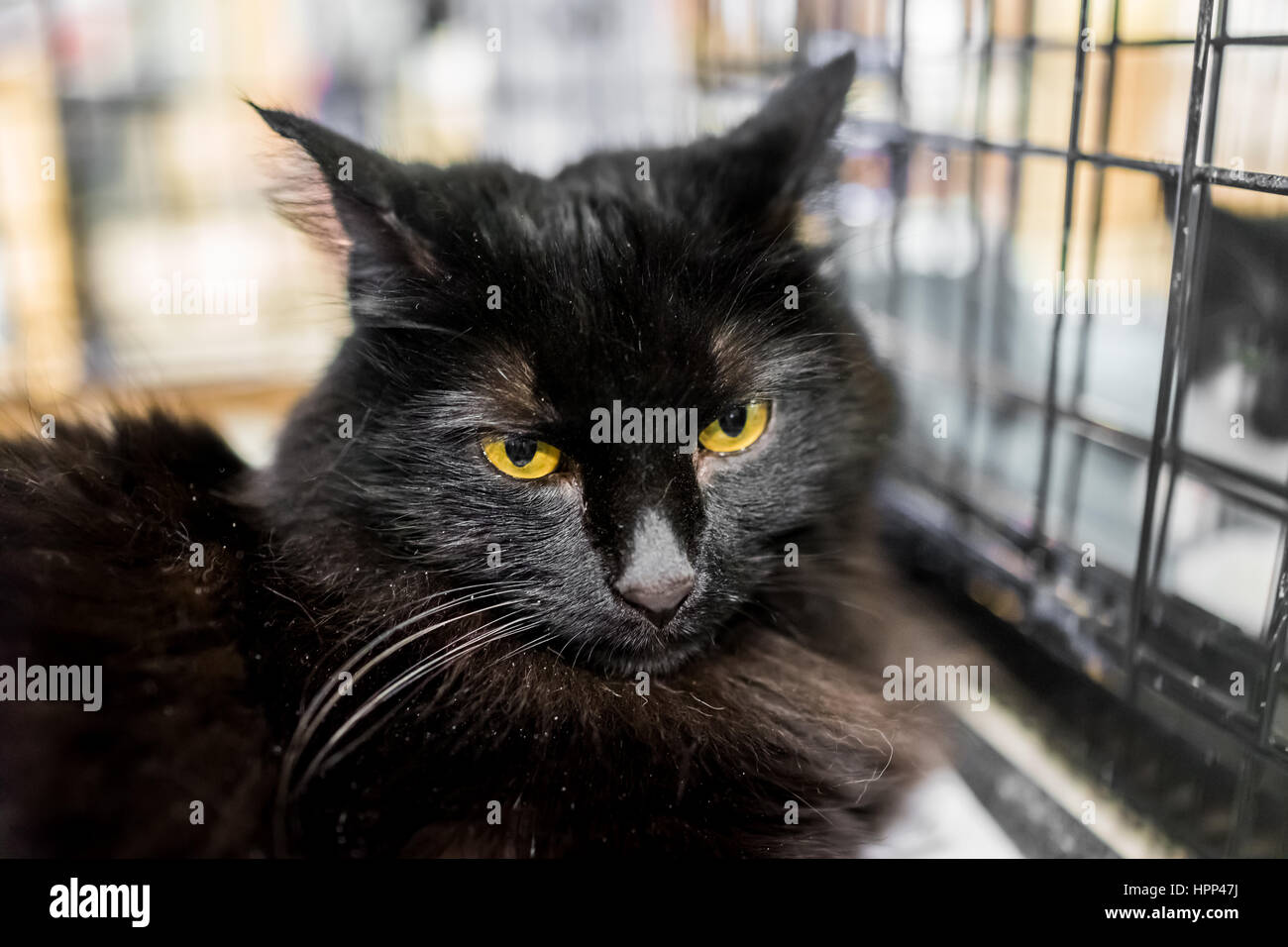 Gros plan du chat noir avec des cheveux longs et des yeux jaunes dans la cage Banque D'Images